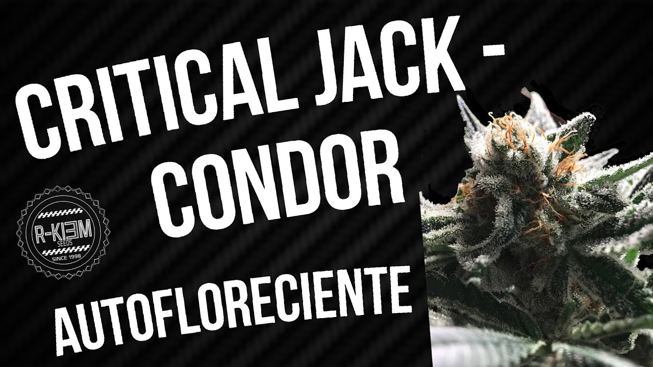 CRITICAL JACK - CONDOR autofloreciente R-kiem seeds