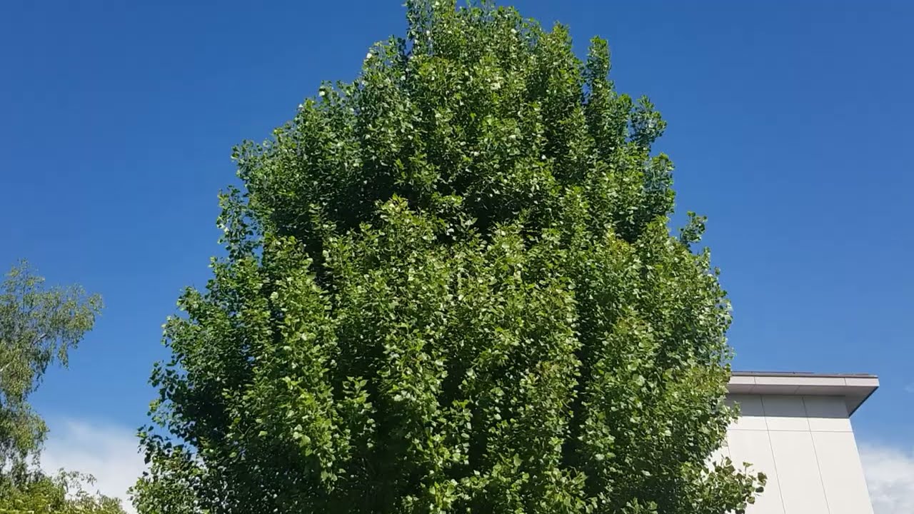 ما شاء الله فيديو قصير معبر 🌺🌲⚘🌴حي شعبي بهذا الجمال الطبيعي 😘😘😘 سويسرا SWITZERLAND 🇨🇭🇨🇭🇨🇭