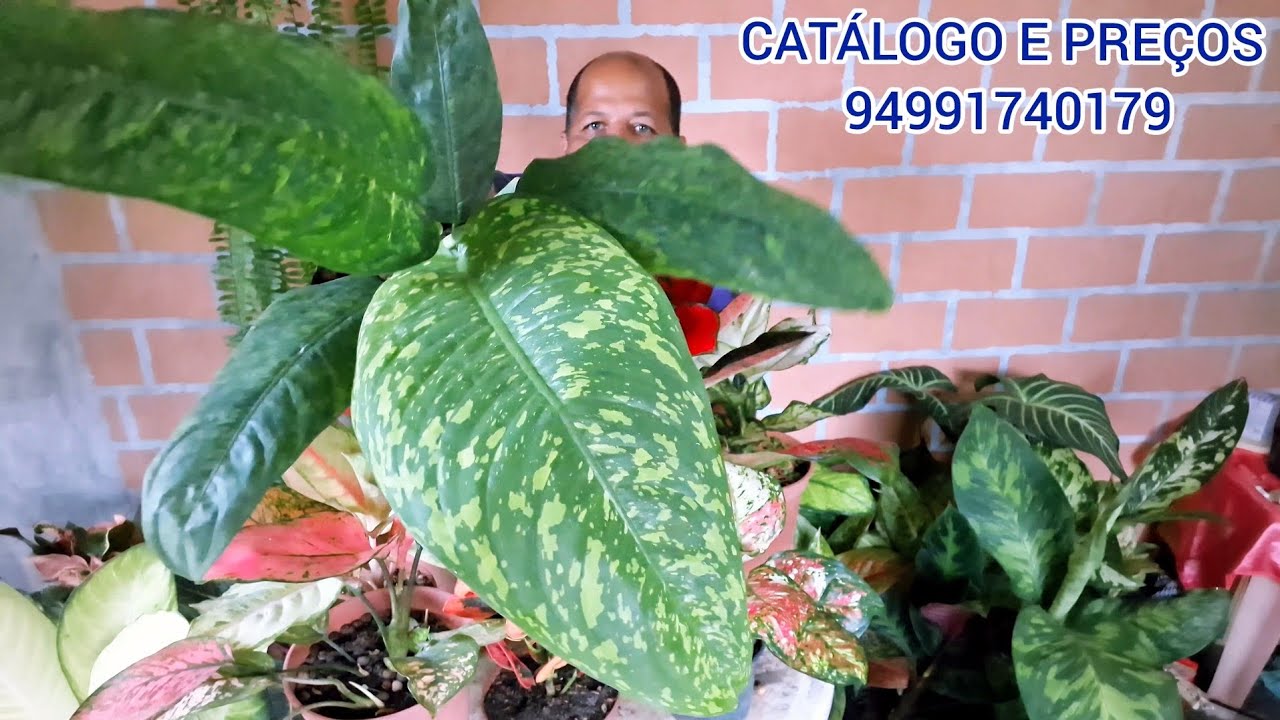 Lindas plantas  novas diefenbachia @destacar #plantas #plants #natureza 