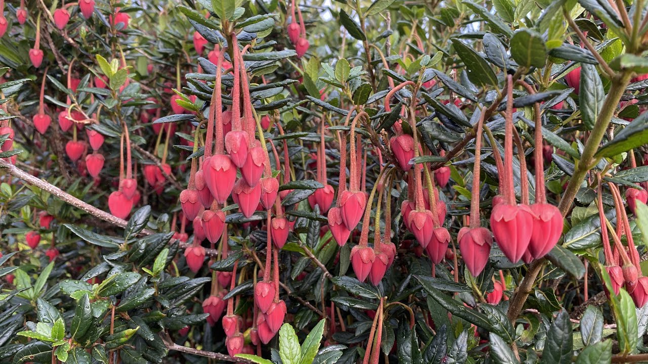 Colourful early summer garden highlights and Fatsia update after pruning 