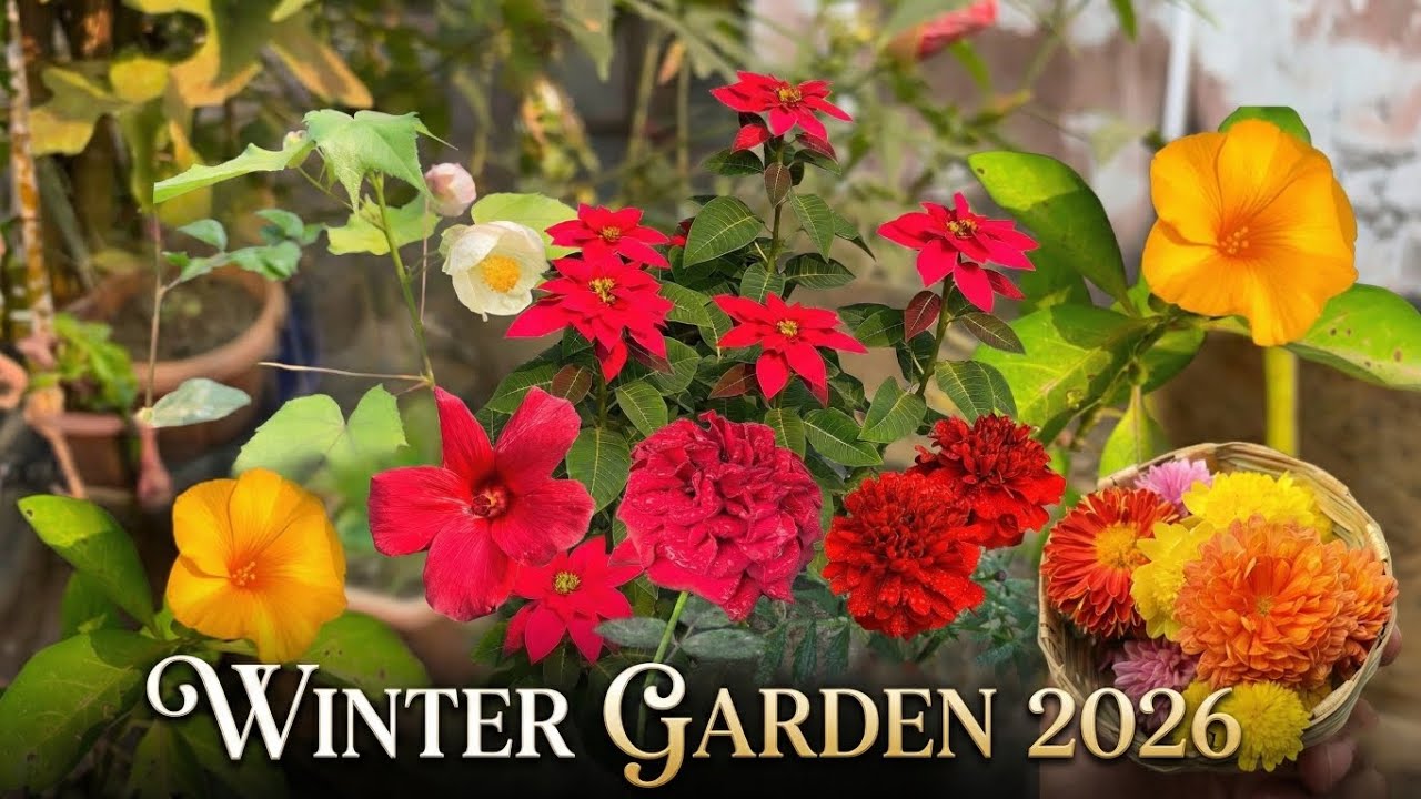 Beautiful Winter Flower Garden Tour 2026 | Roses, Marigolds & Chrysanthemums