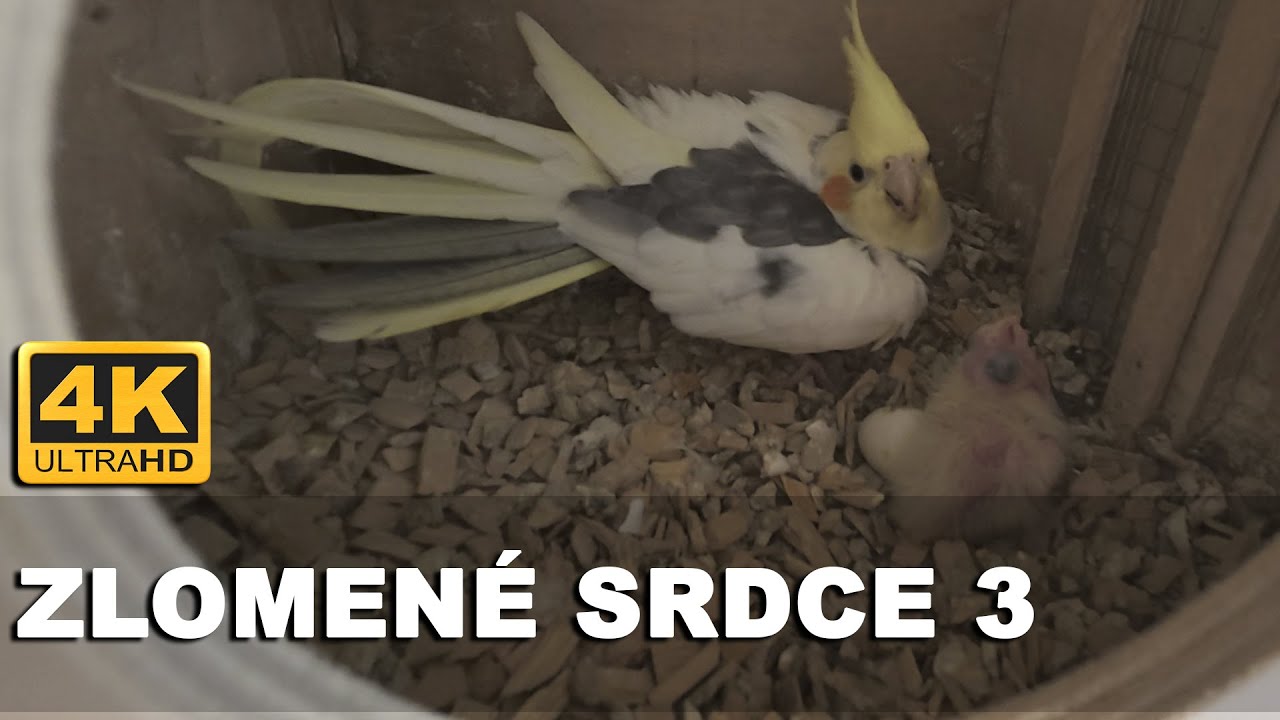 🔴[4K ] Zlomené srdce 3 aneb... pokračujeme! 🐾 #KorelaChocholatá │KorelyEu