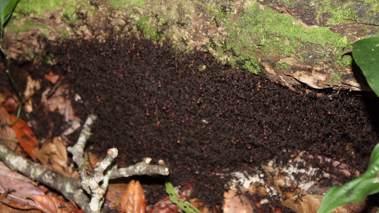 How does group thermoregulation of army ant bivouacs change at high elevations?