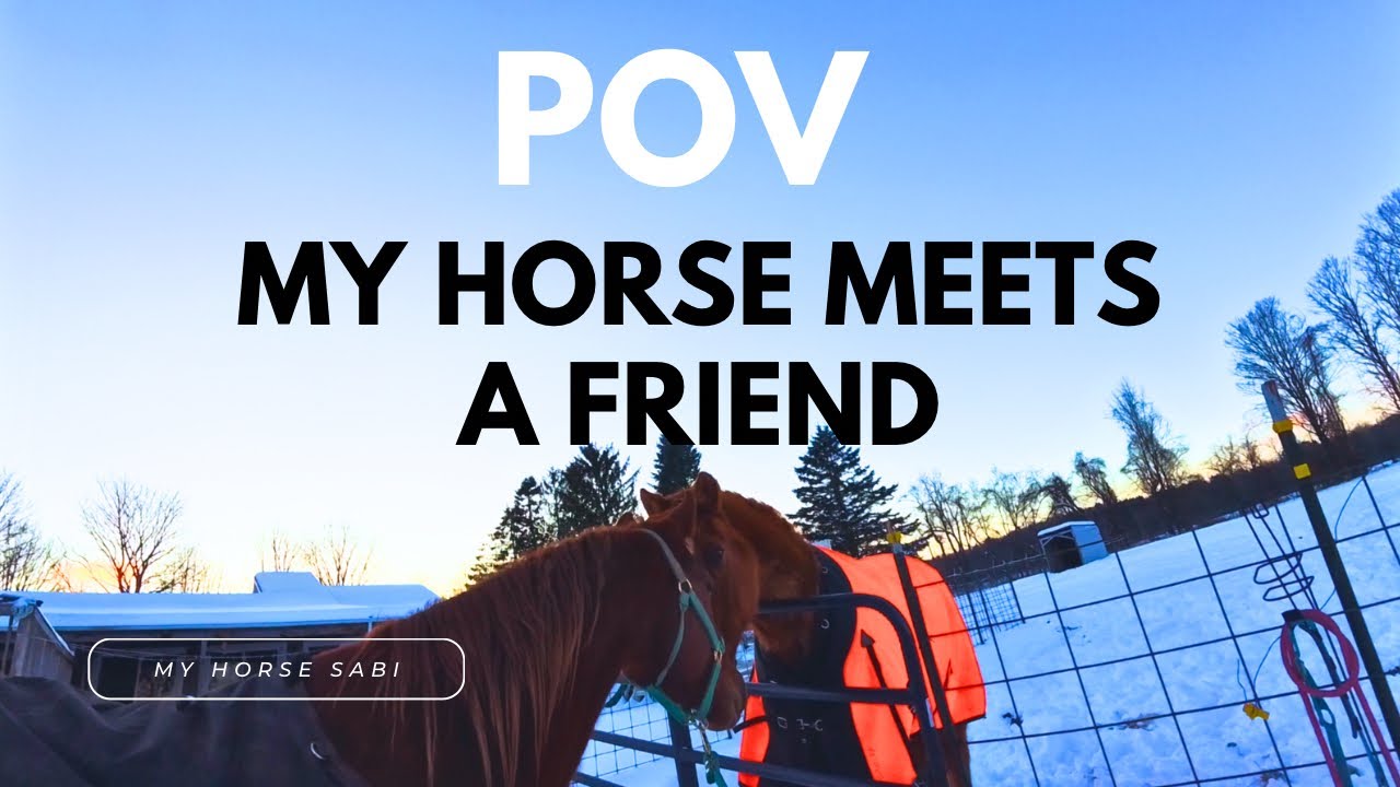 POV MY HORSE MEETS A NEW FRIEND | SHOW MY YOUNG HORSE TO HIS PADDOCK WITH ME | YOUNG HORSE POV