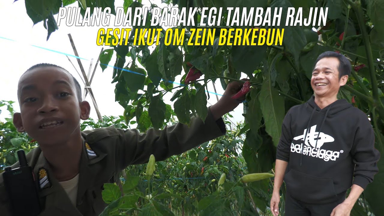 PULANG DARI BARAK EGI JADI TAMBAH RAJIN | GESIT IKUT OM ZEIN BERKEBUN