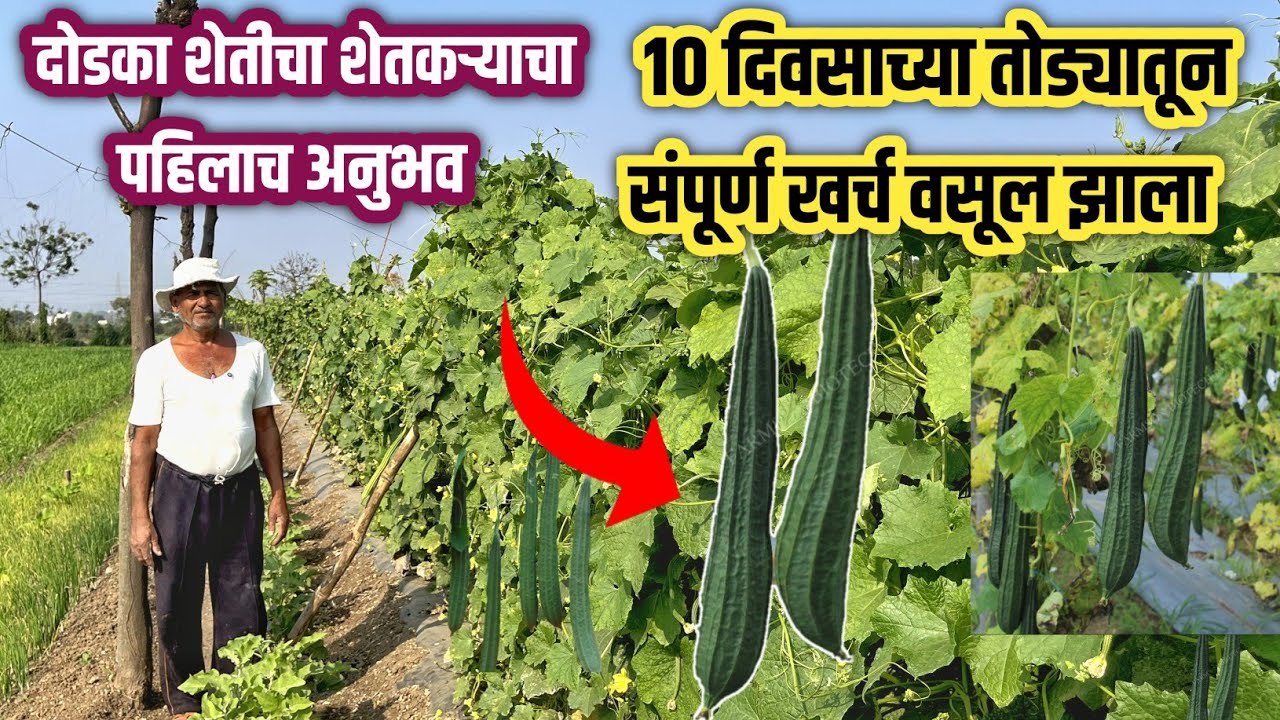 दोडका शेतीचा शेतकऱ्याचा खरा अनुभव | Dodka sheti | Farming Babaji 