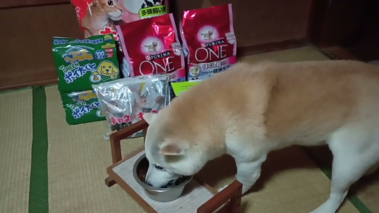 フクちゃんとにゃんずに贈り物ありがとうございます！ #フクちゃん #柴犬