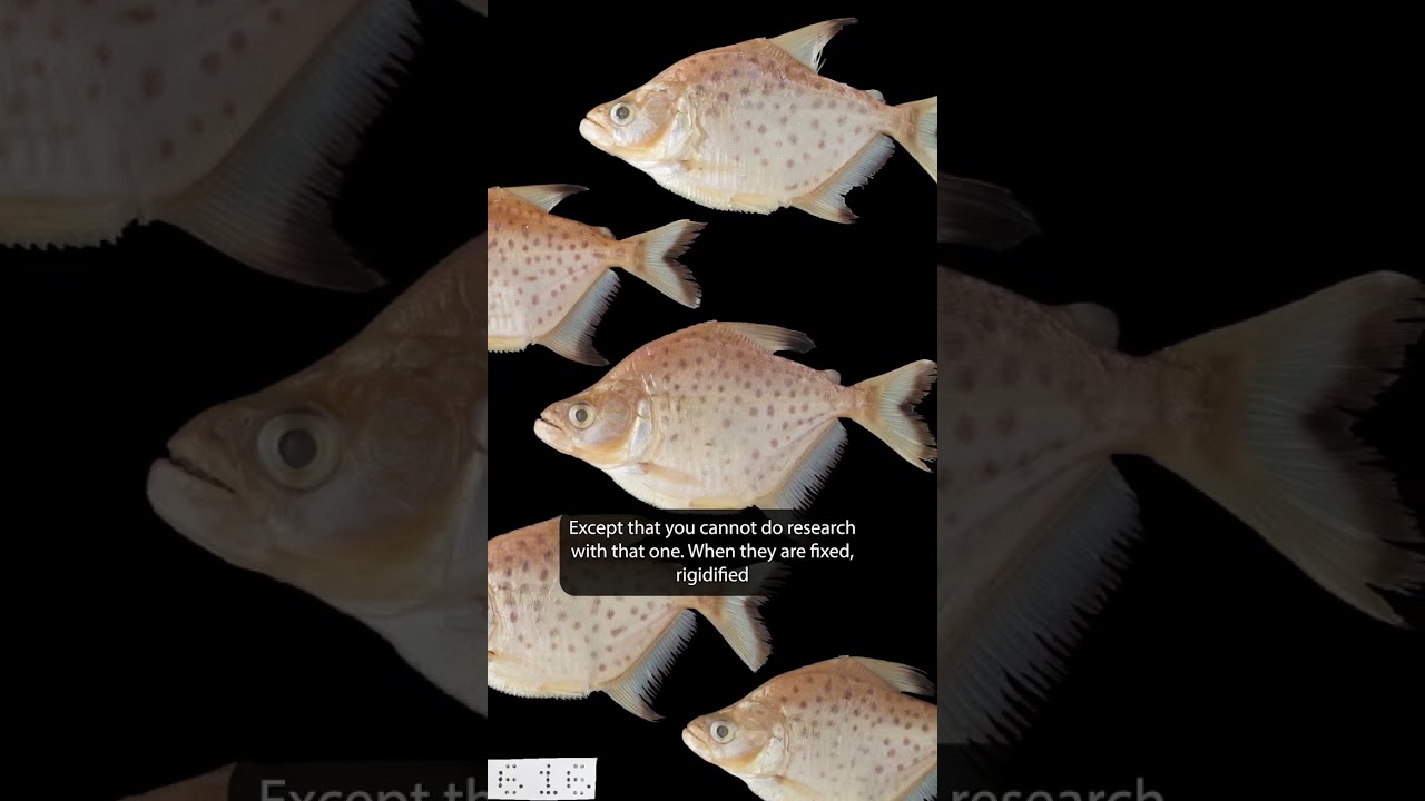 Pros & Cons of Fish Taxidermy with Dr. Nicolas Bailly!

#biodiversity #museums #science #biology #Be