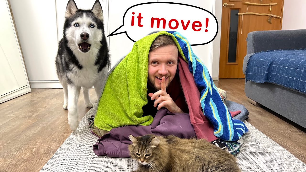 Hiding From My Huskies Under a Giant Pile of Clothes! Funny Dog Video