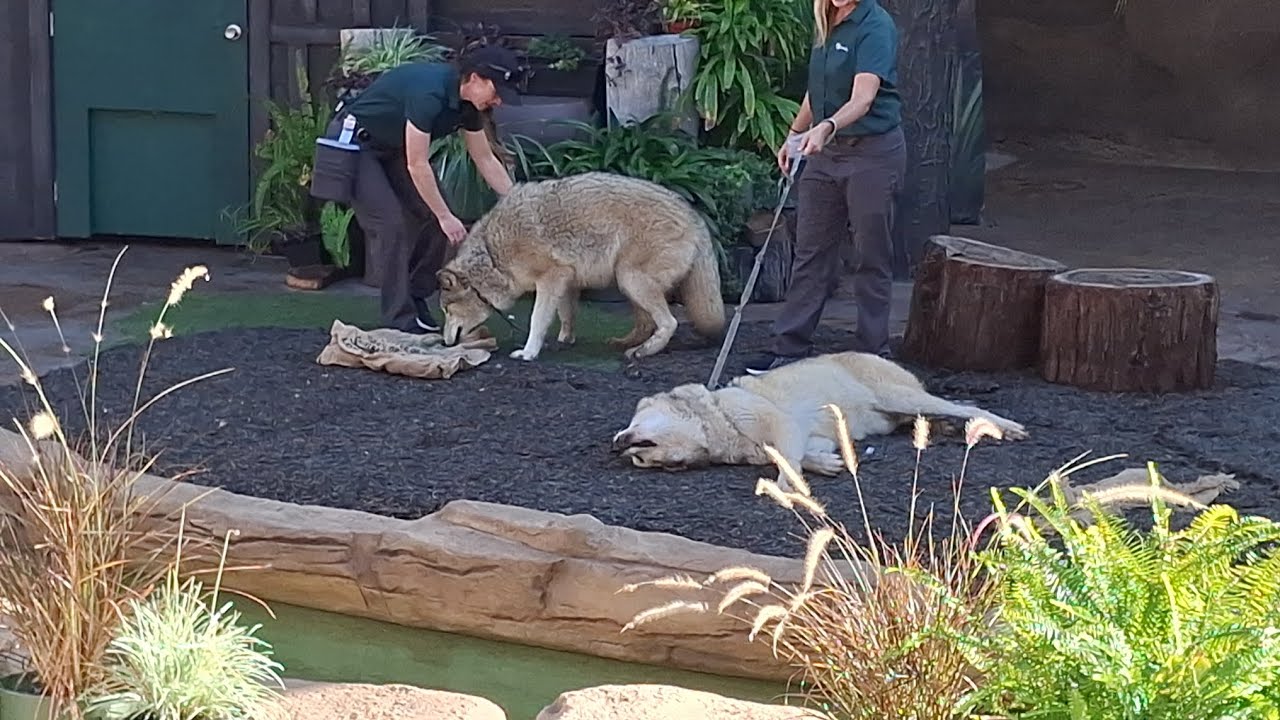 Macaws,  Penny the Opossum,  Einstein the Owl, Shadow, Beckworth, and Shasta the wolves! 12/17/25