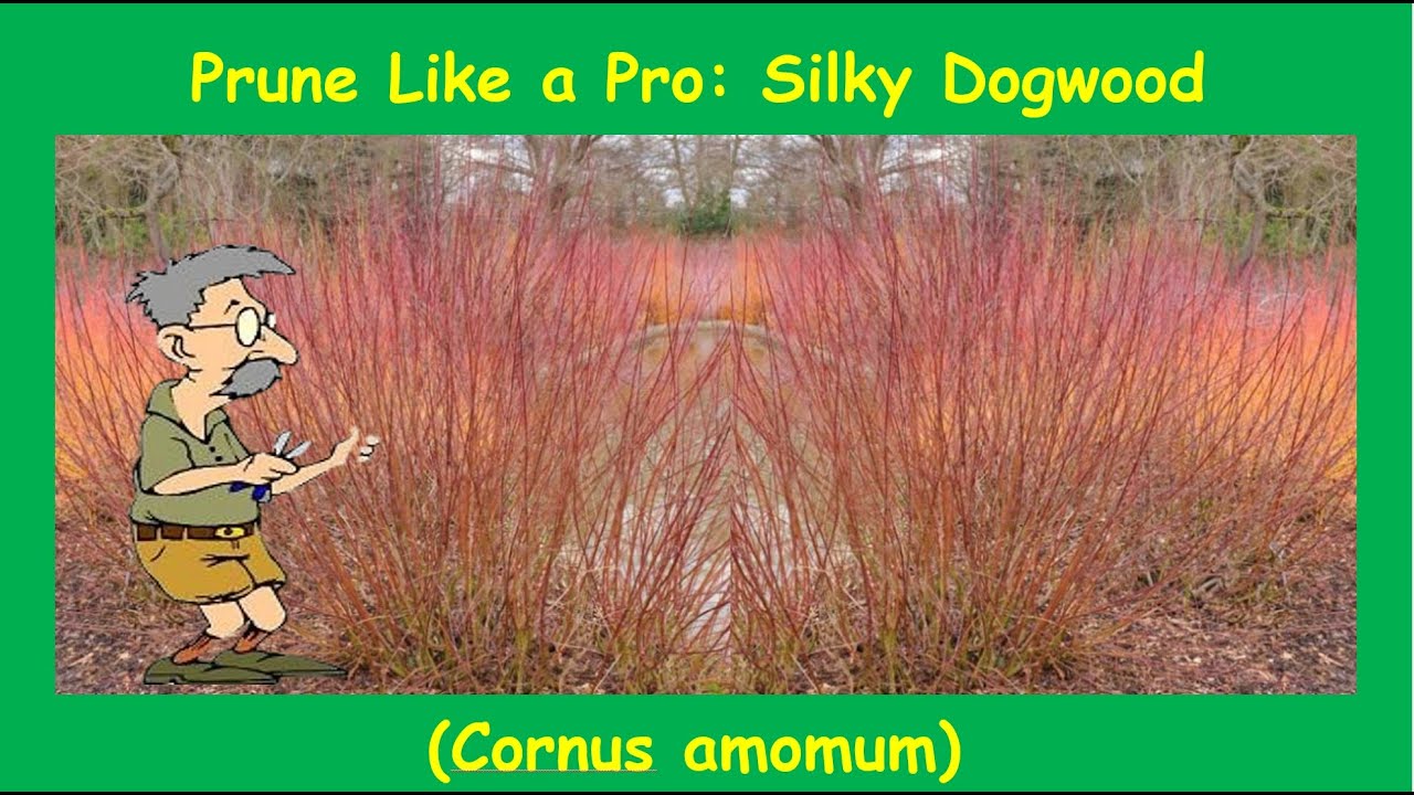 Prune Like a Pro  Silky Dogwood