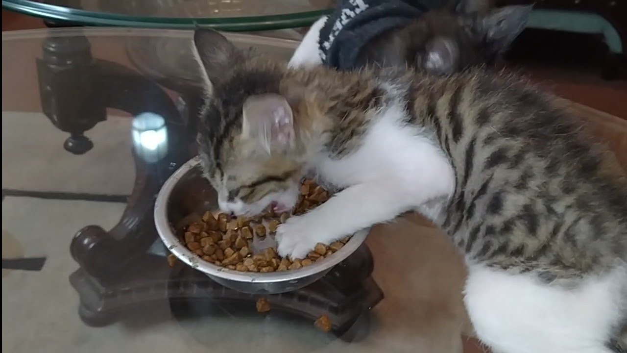 Kittens Crazy Reaction They Are Crazy For Cat Food