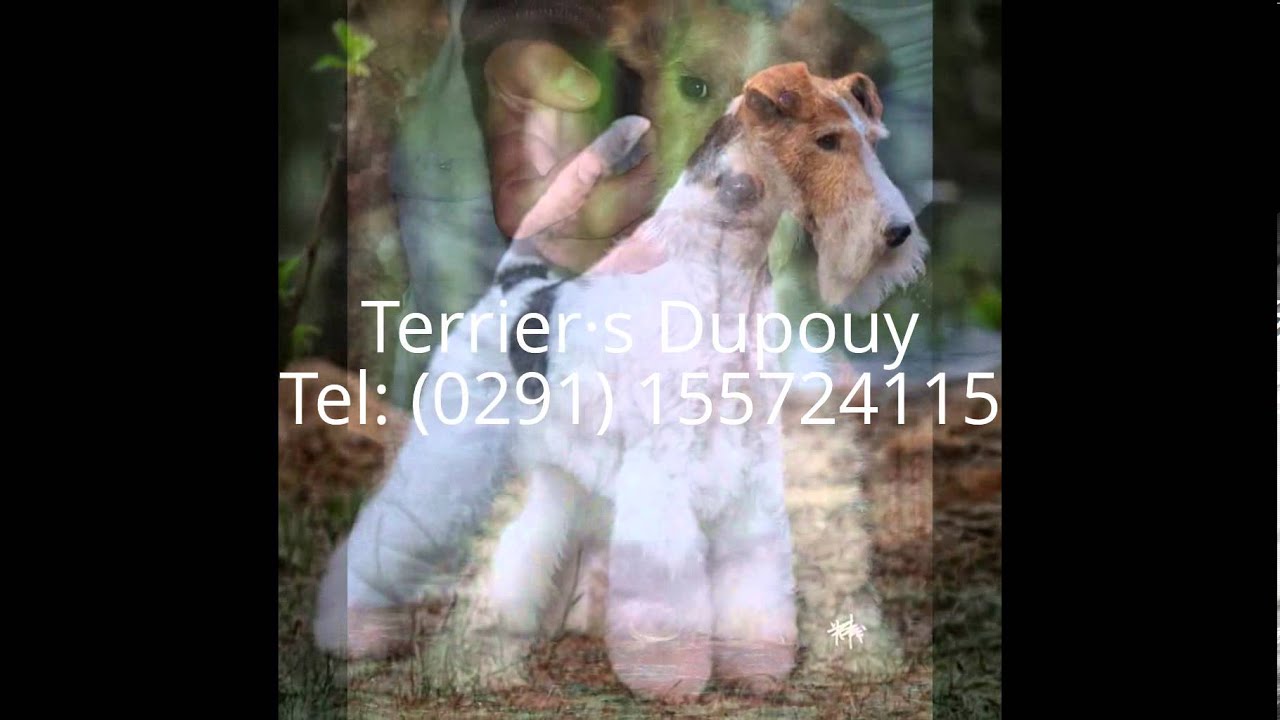 Fox Terrier Wire, Terrier&middot;s Dupouy.
