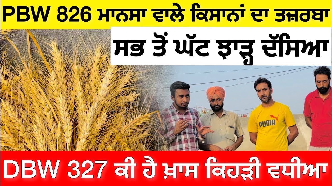 PBW 826 & DBW 327 wheat varieties ਮਾਨਸਾ ਵਾਲਿਆਂ ਦਾ ਸਭ ਤੋਂ ਵੱਖਰਾ ਤਜ਼ਰਬਾ