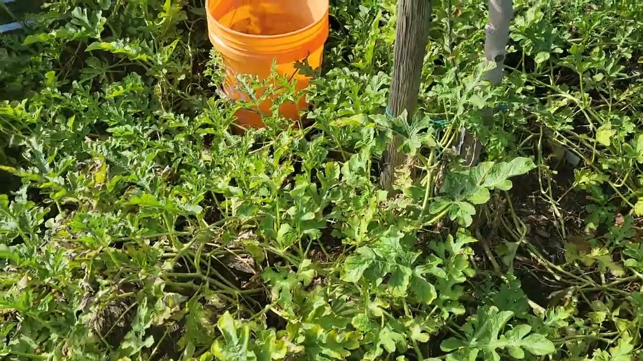 Mike's Watermelon 🍉 | Arizona Urban Farms in Scottsdale, AZ 85254