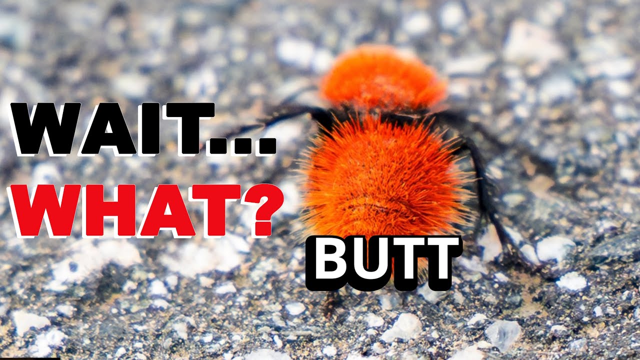 Мои худшие снимки диких животных 2025 года с участием специального гостя.