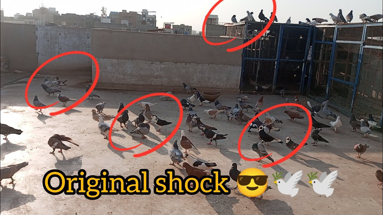 original shock 🕊🕊🕊🥳🥳🥳🥳😎😎😎