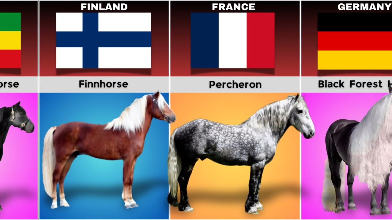 Horse Breeds from different countries 