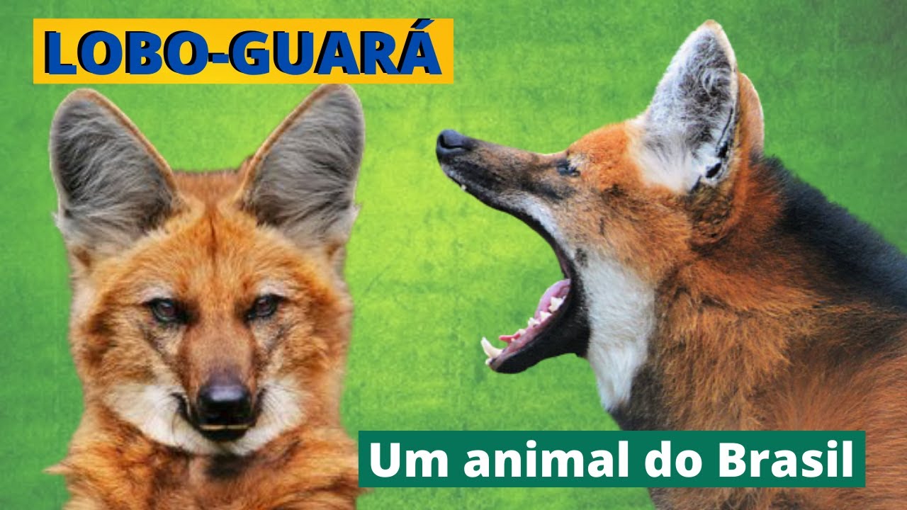 LOBO-GUARÁ - UM DOS ANIMAIS SÍMBOLO DO BRASIL! ELE É O MAIOR CANÍDEO DA AMÉRICA DO SUL.
