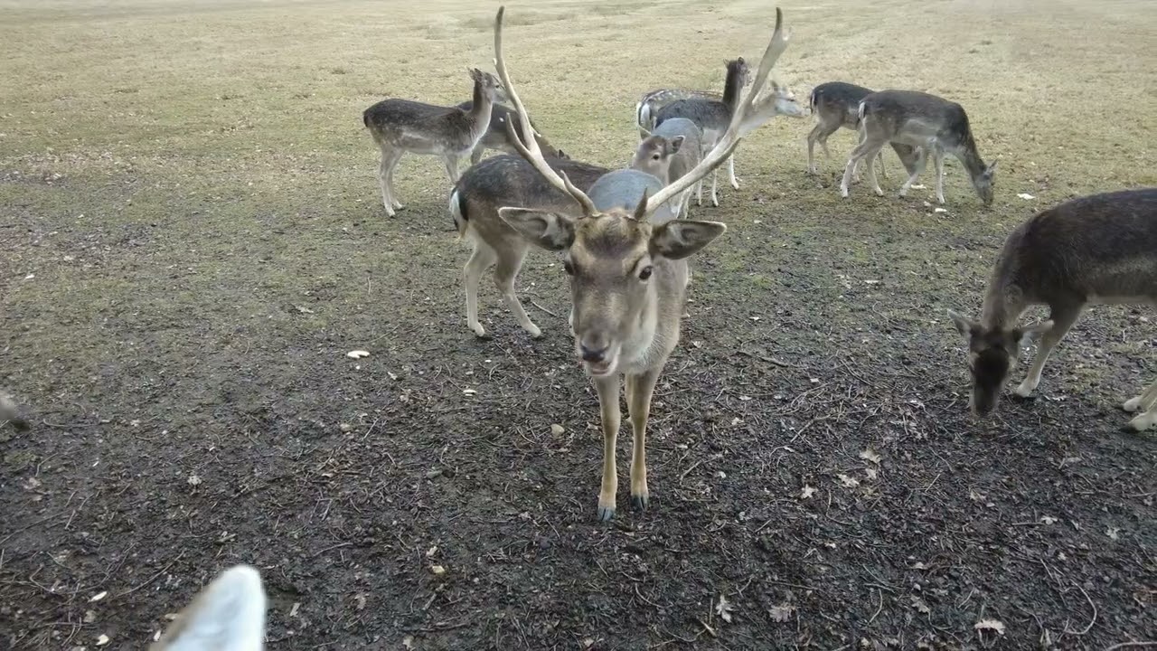 Besuch beim Damwild
