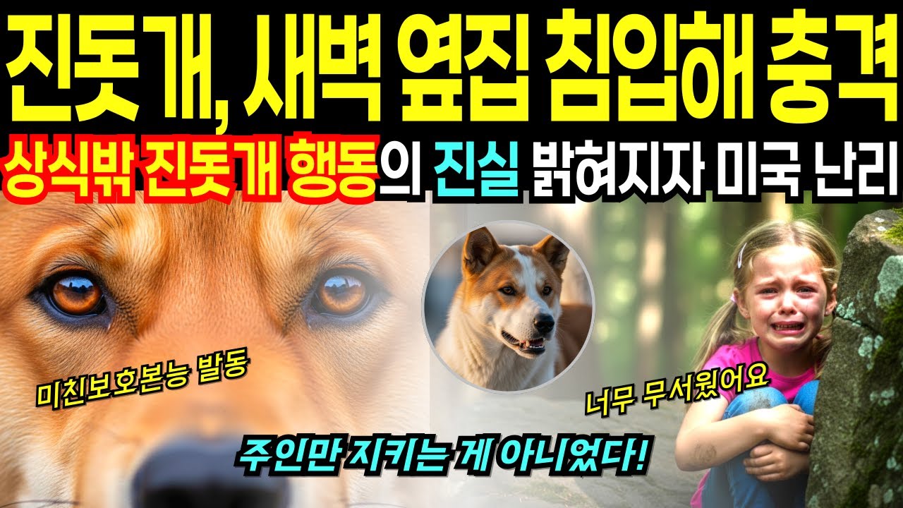 한국 진돗개 주인만 지키지 않고 마을 전체 안전 지키는 행동에 미국 전역 발칵 [해외감동사연]