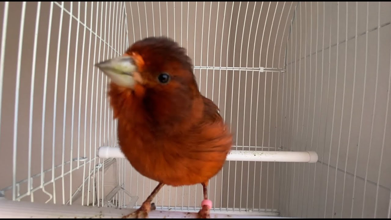 Canto de entrenamiento para enseñar a tu canario🐦.En poco tiempo tu canario cantara.