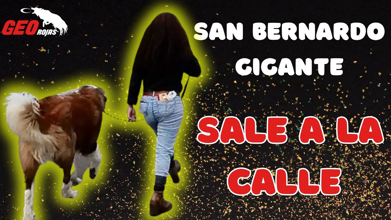 San BERNARDO GIGANTE  agresivo SALE a la calle.