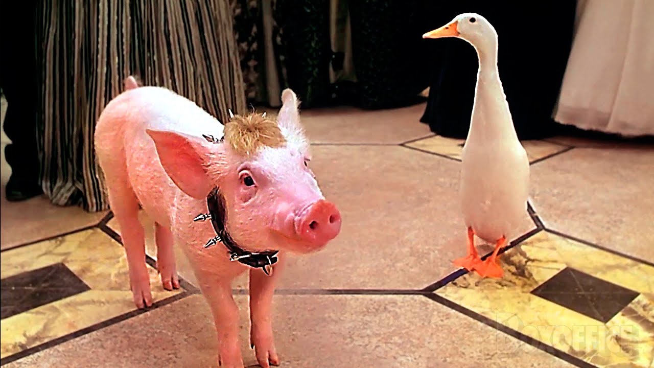 La chica elástica vs. el cerdito Babe | Babe el puerquito va a la ciudad | Clip en Español