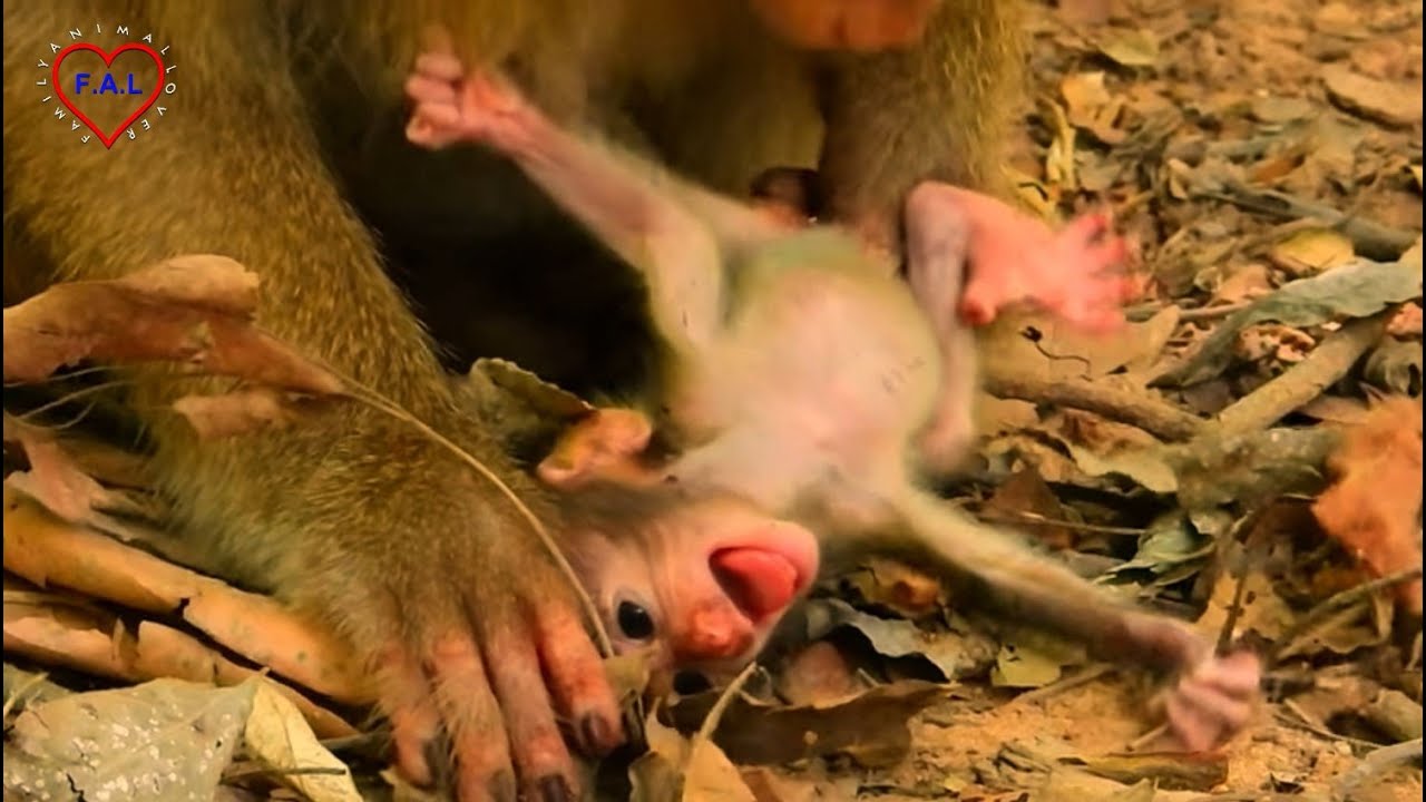 Goddess!........Poor Skinny Newborn Rainbow Is Extremely Crying .....Seizure Tantrum For Scary.