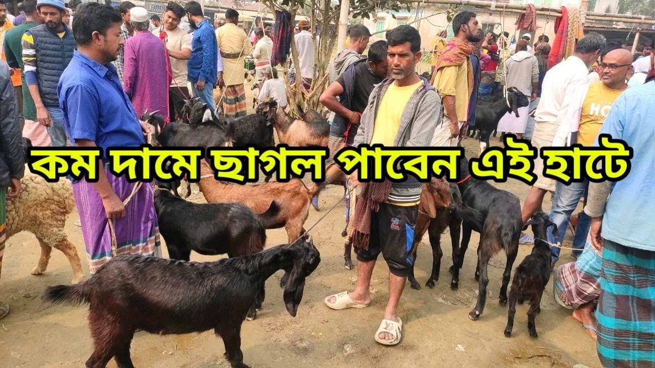 কম দামে ছাগল পাবেন এই হাটে। খামার উপযোগী ছাগল। বাচ্চা সহ মা ছাগল।।