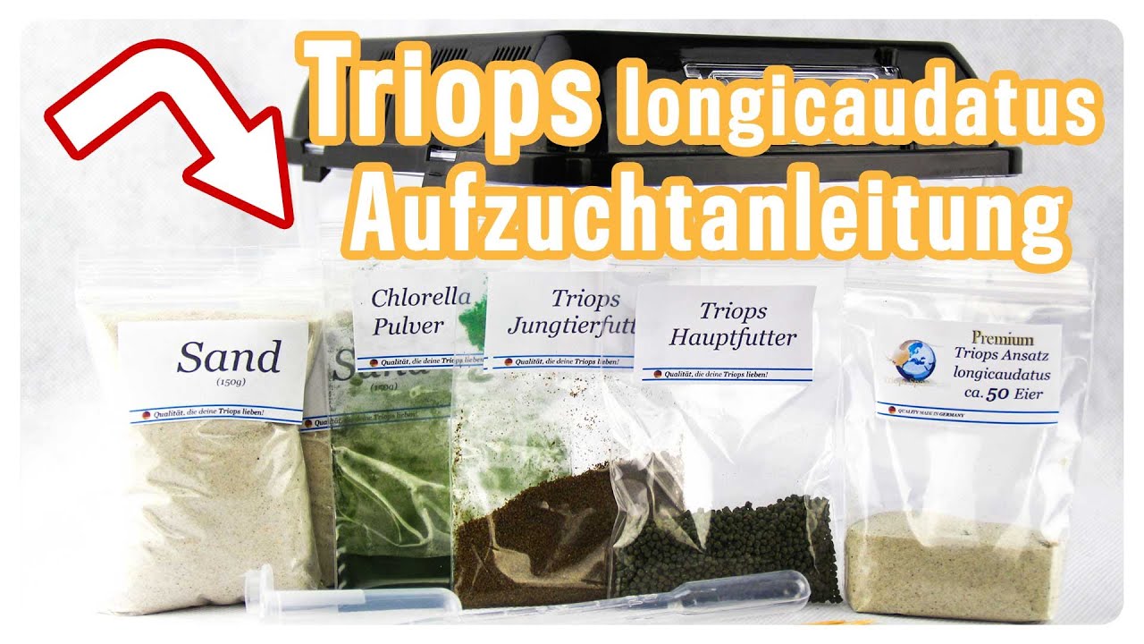 Triops longicaudatus Aufzuchtanleitung - Schritt für Schritt erklärt! //Triops Spektrum