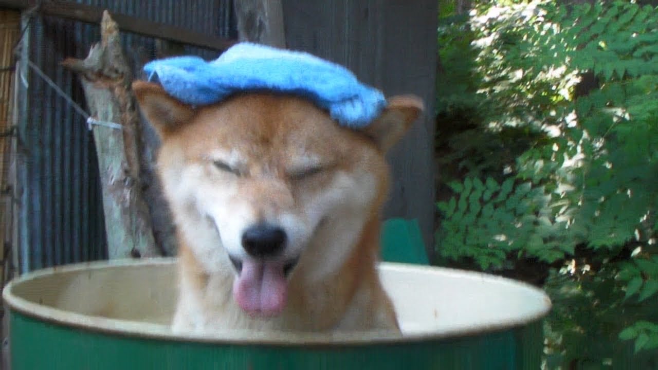 【柴犬ジロー】ジローの夏'2012【shiba inu】