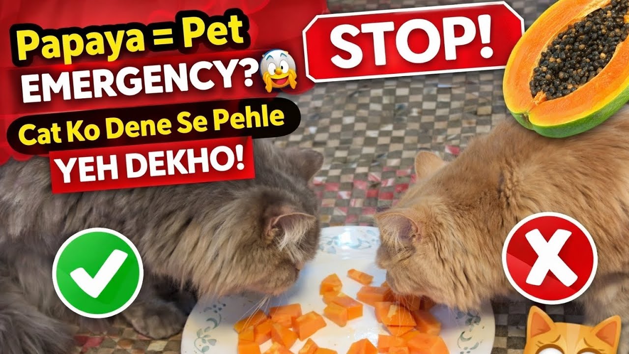 Maine Apni Persian Cat Ko Papaya Diya… Kya Hua? 🤔 Persian Cat Ko Papaya Dena Safe Hai Ya Dangerous 🔥