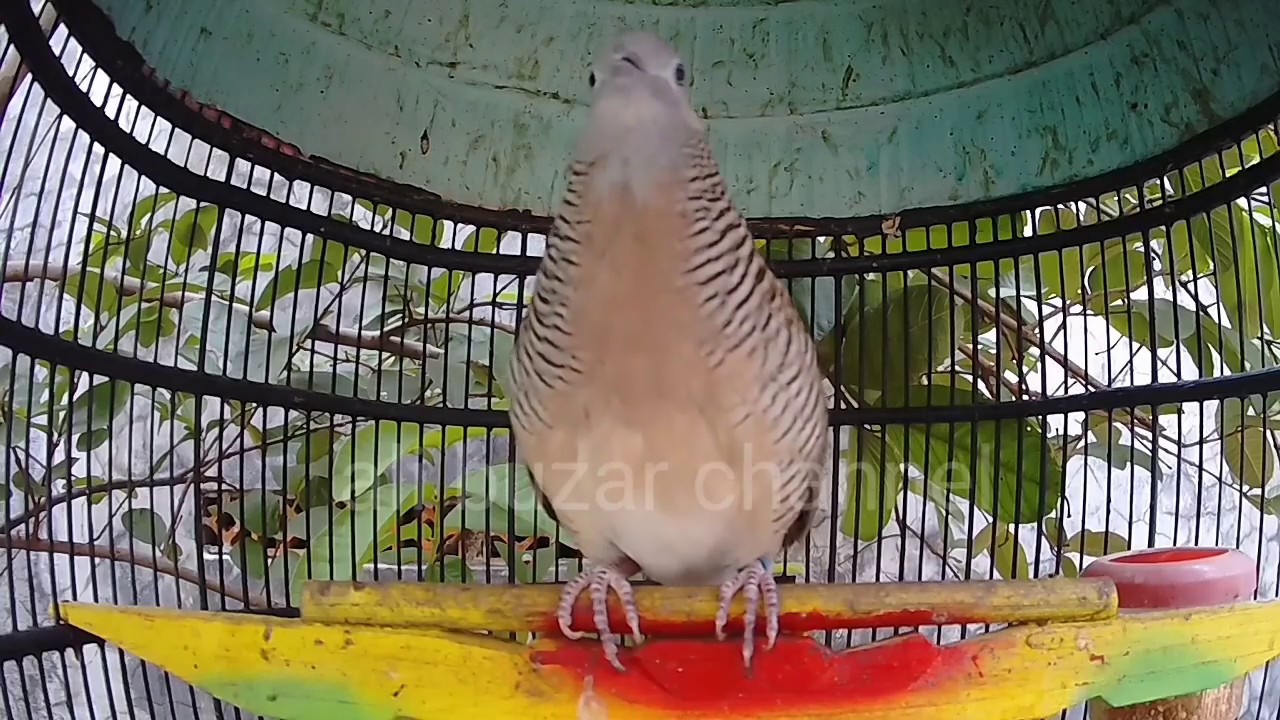 Suara Perkutut bangkok manggung suara lantang, cocok untuk pancinggan semua perkutut.