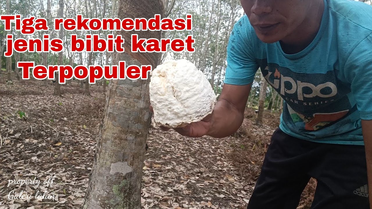 TIGA JENIS BIBIT KARET REKOMENDASI TERPOPULER
