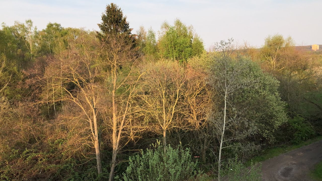 Walk in Langen Germany