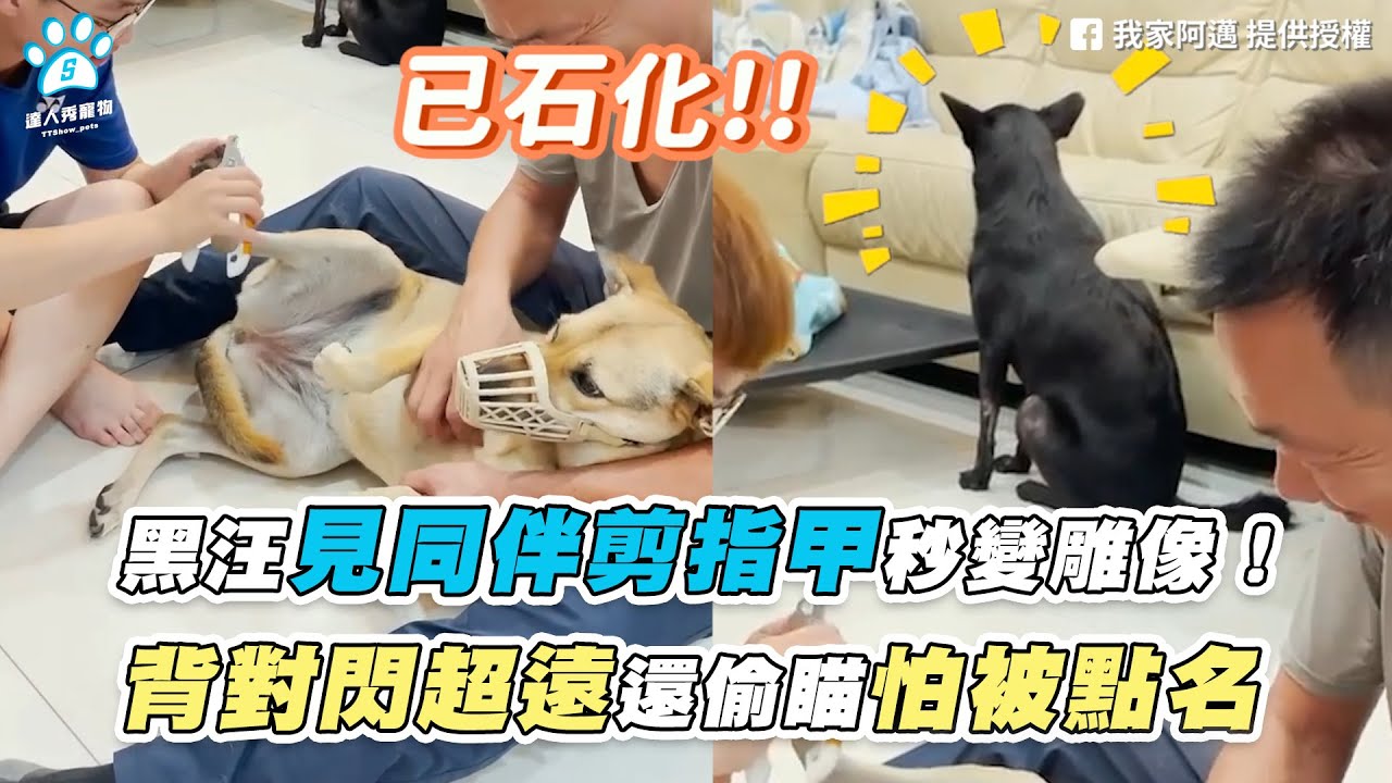 【黑汪見同伴剪指甲秒變雕像！ 背對閃超遠還偷瞄怕被點名】｜@maiandblack