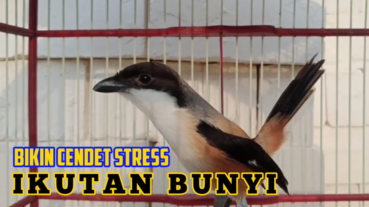 Toetan Ampuh Cendet Gacor Merangsang Emosi Cendet Malas Bunyi Agar Cepat Ikut Bunyi
