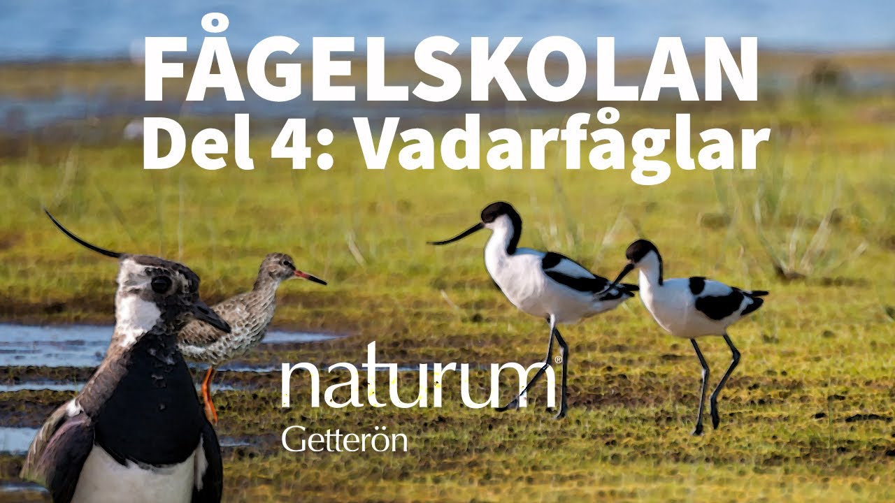 Välkommen till fågelskolan - Del 4 - Vadarfåglar