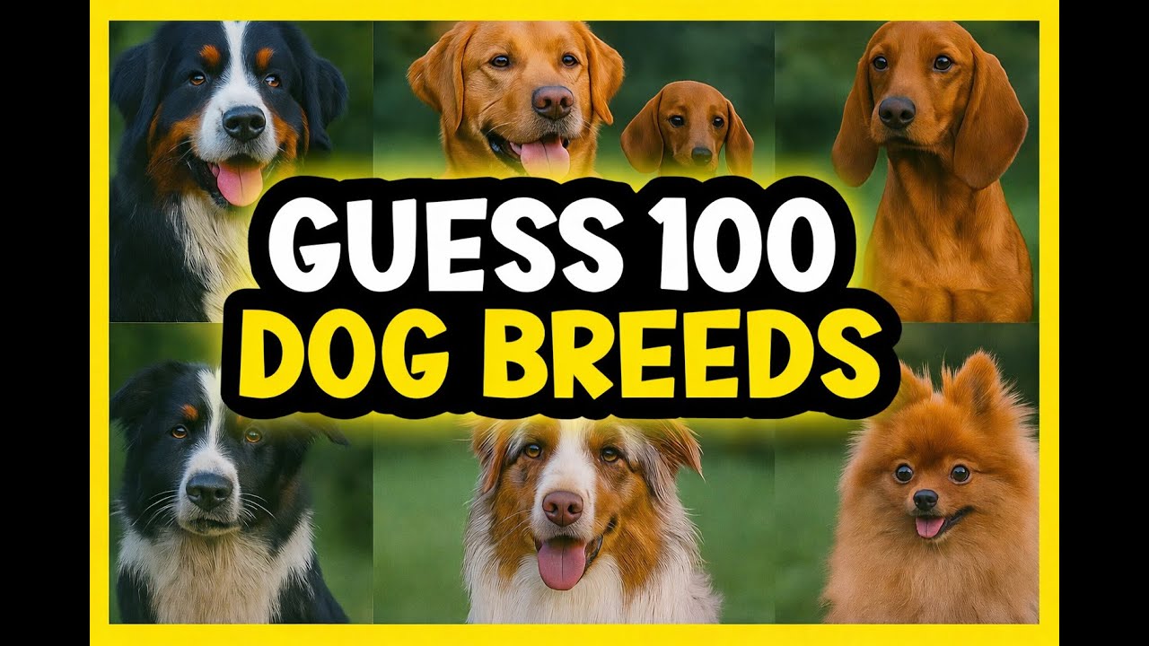 Guess the DOGS - Dog Breed Quiz