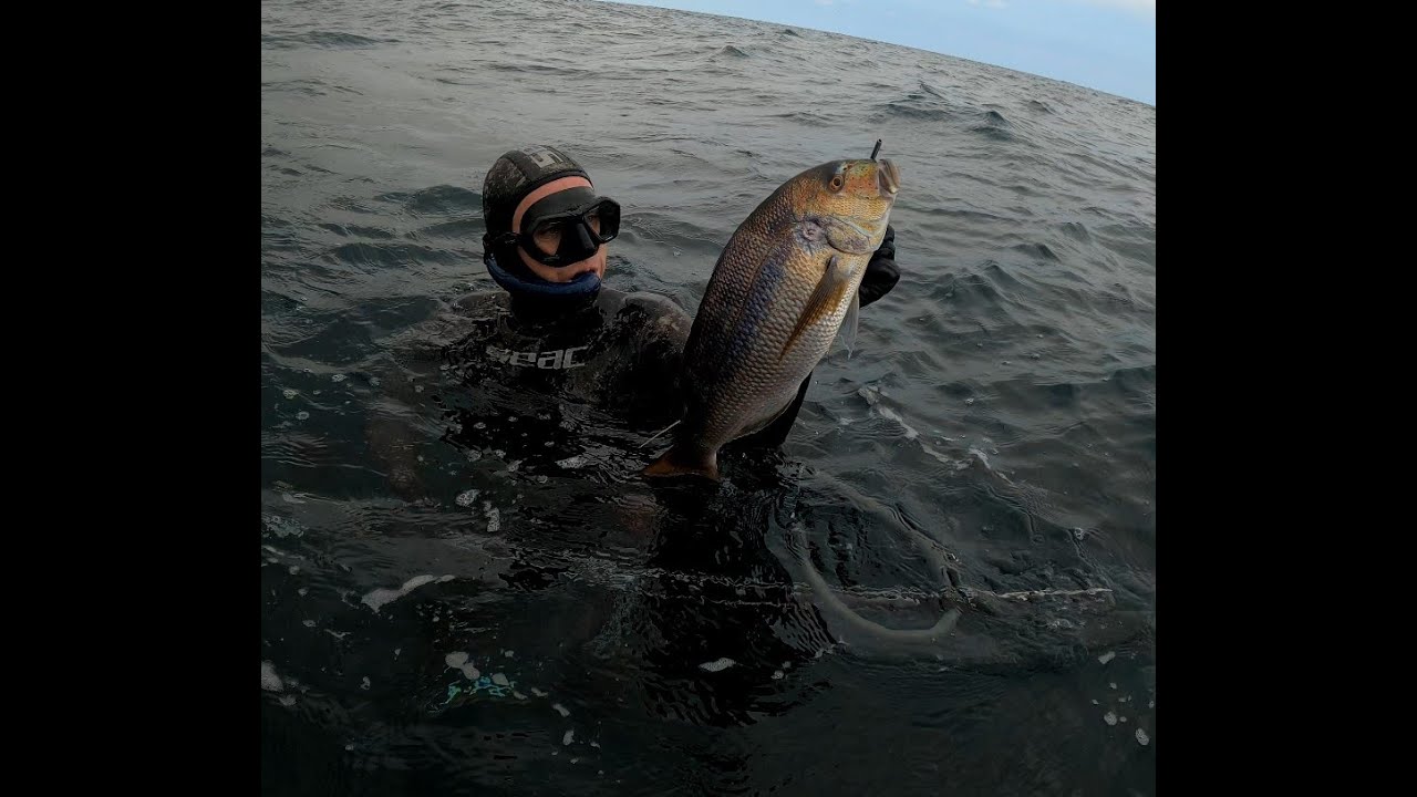 Pesca submarina en el mar Cantabrico, Euskadi, Cantabria, Asturias y Galicia
