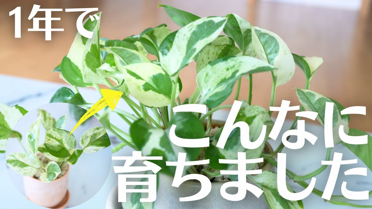【1年前の写真と比較】観葉植物がここまで元気に育つ最大の理由