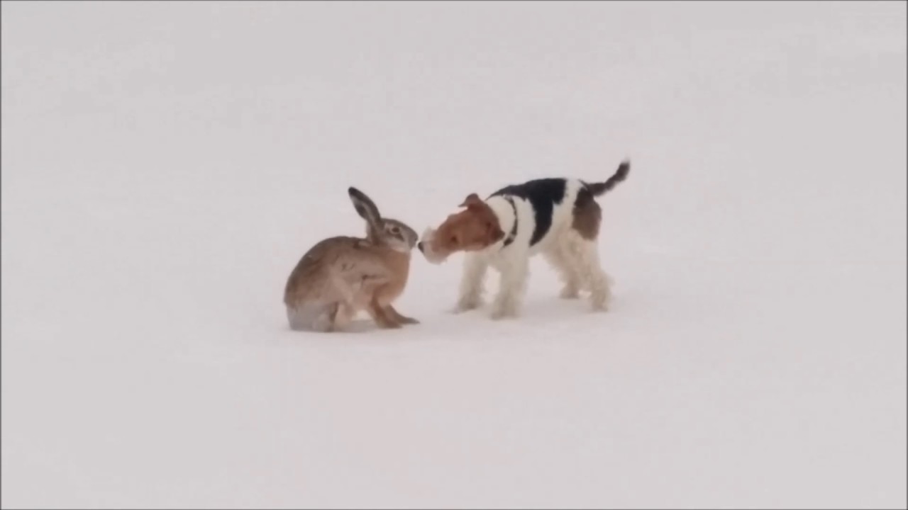 Wire fox terrier and hare. Friendly meeting.