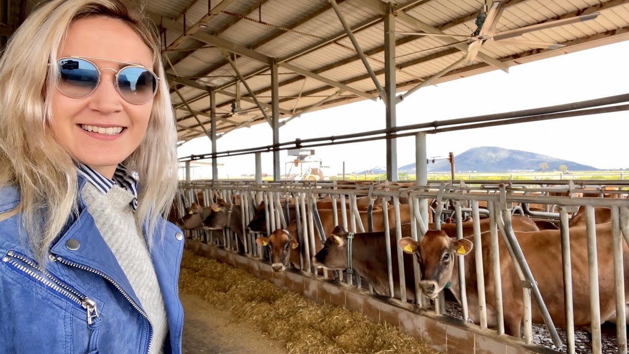 AMERİKADAN GETİRDİĞİMİZ JERSEY SÜT İNEKLERİMİZ