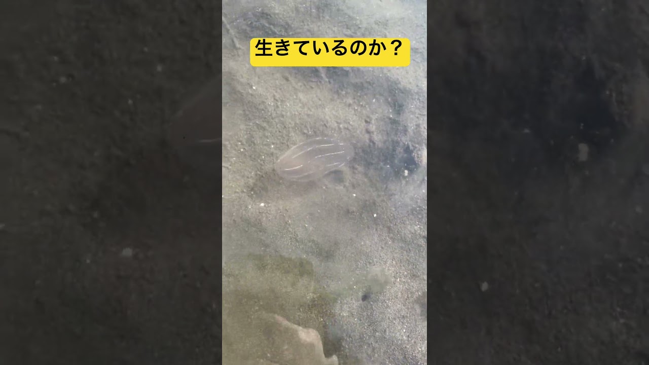干潟で見つけた不思議な形のクラゲを見てみた！#クラゲ  #干潟