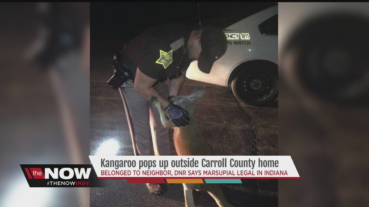 Kangaroo pops up outside Carroll County home