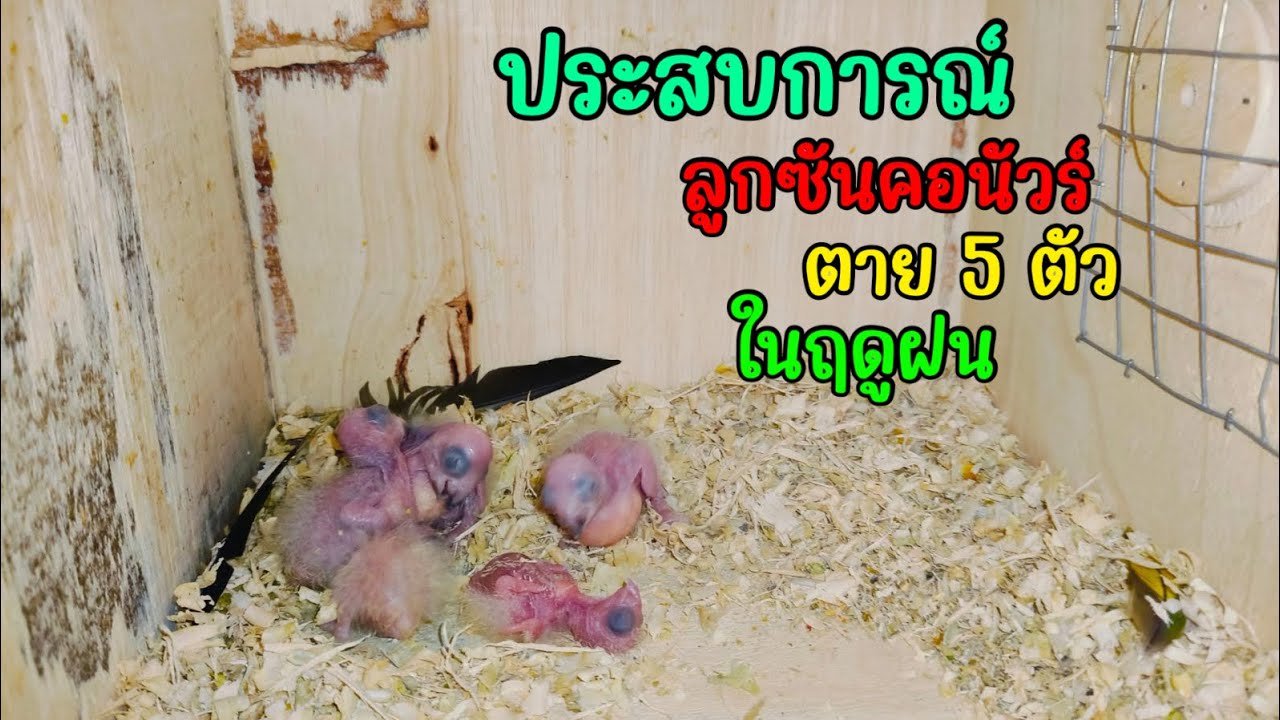 เเชร์ ประสบการณ์ลูกนกซันคอนัวร์ตาย 5 ตัว ในช่วงหน้