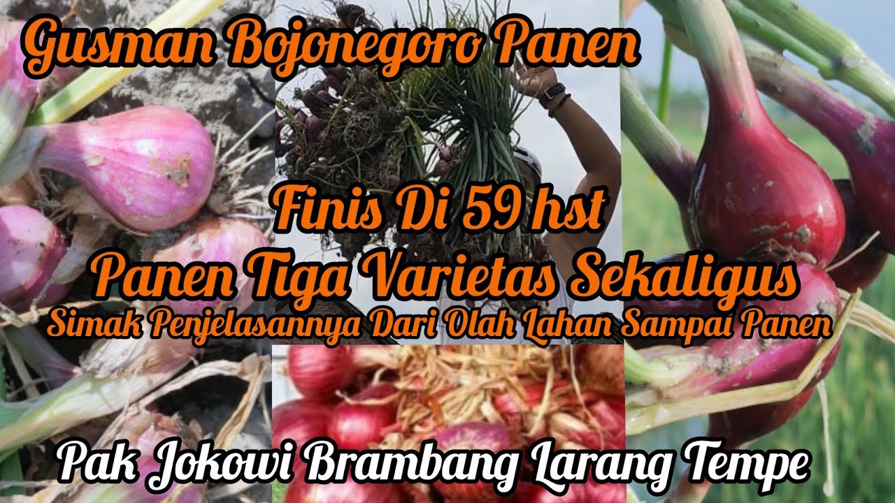 THAILAND BAUJI MIREN SEMUANYA PANEN KUALITAS SUPER [PAK JOKOWI BRAMBANG LARANG TEMPE]