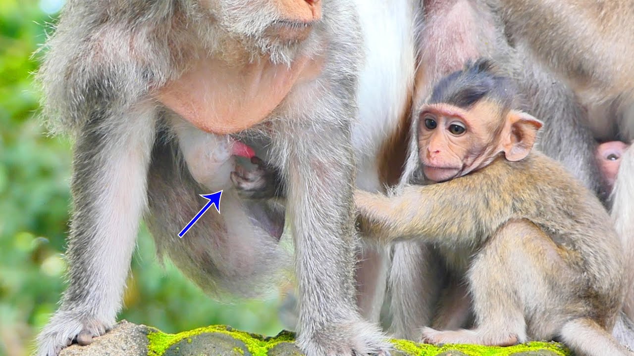 Looking million of Funny....Chubby Bela Monkey Finding Mommy's B-r-e-a-s-t for Milk