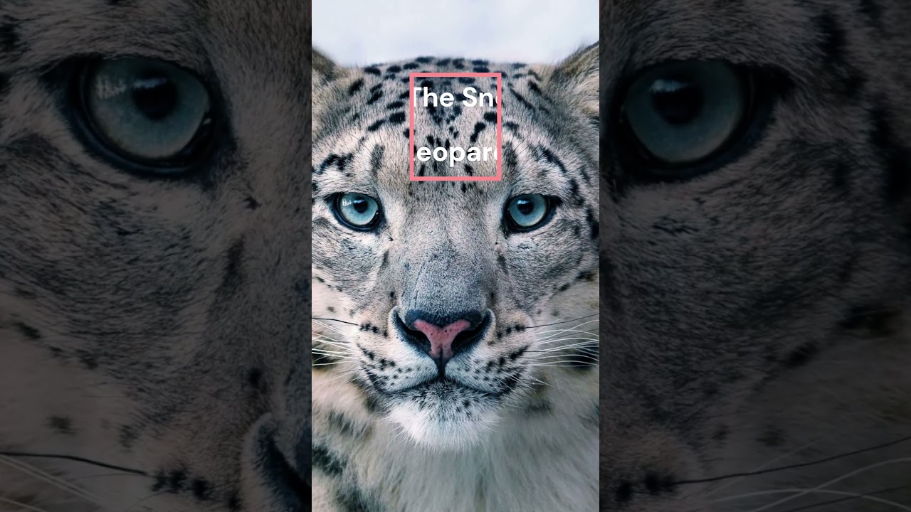 Top 12 Endangered Animals in the World